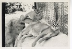 [1950/1970] Two caracal lynx laying at the edge of their enclosure at Crandon Park Zoo