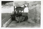 [1950/1970] Two caracal lynx climbing around their enclosure at Crandon Park Zoo
