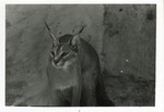 [1950/1970] Caracal lynx walking around its enclosure at Crandon Park Zoo