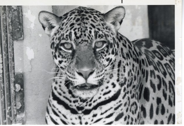 Close-up of a jaguar at Crandon Park Zoo