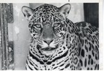 [1950/1970] Close-up of a jaguar at Crandon Park Zoo