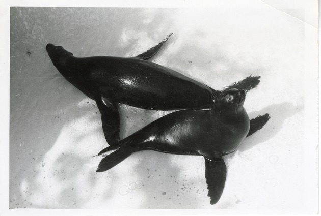 Two sea lions in their enclosure at Crandon Park Zoo