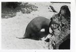 Aardvark standing beside a log in its enclosure at Crandon Park Zoo