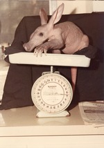 [1950/1970] Aardvark being weighed on a scale at Crandon Park Zoo