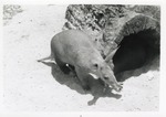 [1950/1970] Aardvark walking beside a hollow log at Crandon Park Zoo