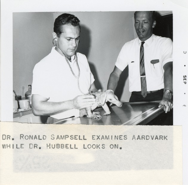 Dr. Ronald Sampsell and Dr. Hubbell examining an aardvark at Crandon Park Zoo