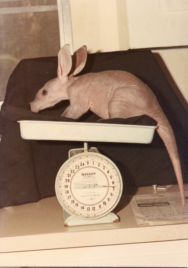 Aardvark in profile being weighed on a scale at Crandon Park Zoo