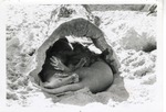 [1950/1970] Group of aardvarks curled up under a hollowed out log at Crandon Park Zoo