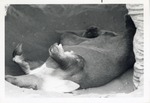 [1950/1970] Aardvark laying on its back under a log at Crandon Park Zoo