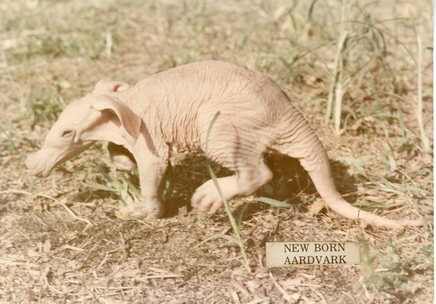 New born aardvark at Crandon Park Zoo