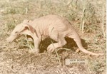 [1967-12] New born aardvark at Crandon Park Zoo