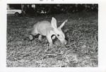 [1967-10] Aardvark walking through the grass at Crandon Park Zoo