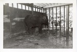 Asian elephant in its enclosure at Crandon Park Zoo
