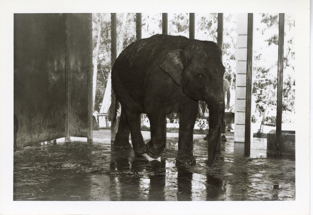 Asian elephant walking through its enclosure at Crandon Park Zoo