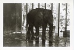 [1950/1970] Asian elephant walking through its enclosure at Crandon Park Zoo