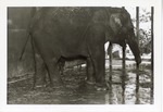 Asian elephant with its baby in their enclosure at Crandon Park Zoo
