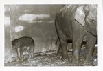 Asian elephant with its baby against the wall in its enclosure at Crandon Park Zoo