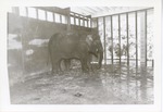 [1950/1970] Asian elephant with its mouth open standing in its enclosure at Crandon Park Zoo