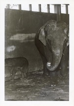 [1950/1970] Asian elephant walking with its baby up against the wall in its enclosure at Crandon Park Zoo