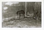 [1950/1970] Baby Asian elephant walking up against the wall of its enclosure at Crandon Park Zoo