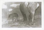 [1950/1970] Asian elephant standing beside its baby near the wall at Crandon Park Zoo