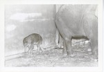 [1950/1970] Baby Asian elephant walking beside a wall in its enclosure at Crandon Park Zoo