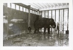 [1950/1970] Asian elephant and its baby in their enclosure at Crandon Park Zoo