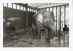 [1950/1970] Asian elephant walking in its enclosure while its baby curls against the wall at Crandon Park Zoo