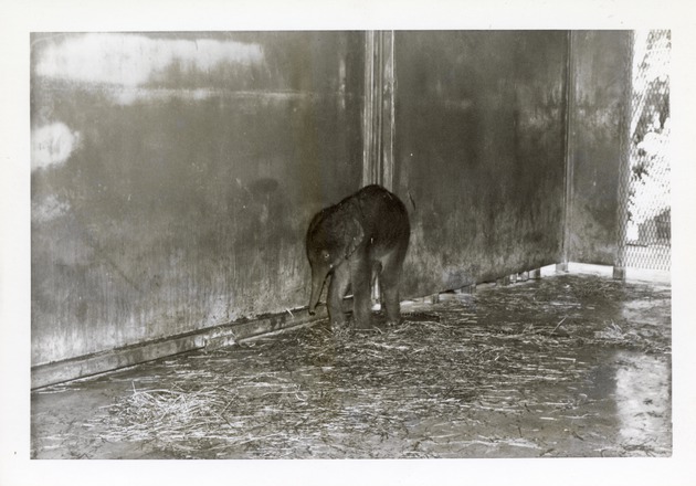 Baby Asian elephant in its enclosure at Crandon Park Zoo