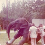 [1950/1970] Asian elephant being helped by zoo staff to stand up after surgery at Crandon Park Zoo