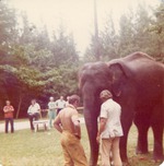 [1950/1970] Asian elephant being observed by zoo staff and zoo veterinarians at Crandon Park Zoo