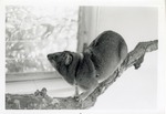 [1950/1970] Hyrax climbing on a branch in its enclosure at Crandon Park Zoo
