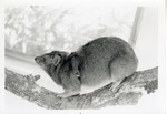 Hyrax resting on a branch in its enclosure at Crandon Park Zoo