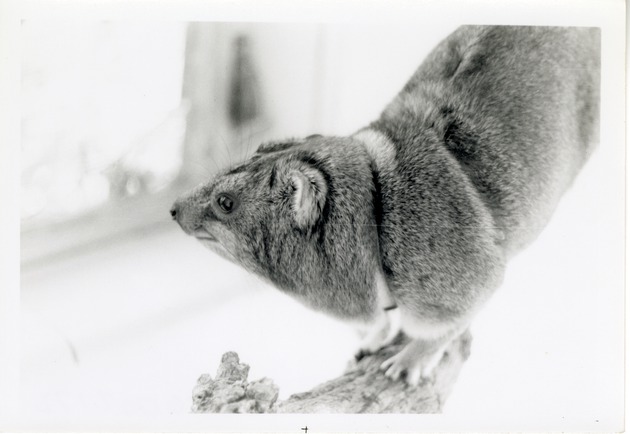 Hyrax wearing a harness while climbing on a branch in its enclosure at Crandon Park Zoo