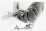 [1950/1970] Hyrax wearing a harness while climbing on a branch in its enclosure at Crandon Park Zoo