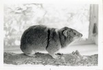 Hyrax standing on a branch in its enclosure at Crandon Park Zoo