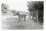 [1950/1970] Grant's zebra standing in its enclosure at Crandon Park Zoo