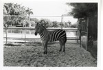 [1950/1970] Grant's zebra standing beside a fence in its enclosure at Crandon Park Zoo