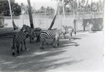[1950/1970] Herd of grant's zebras at Crandon Park Zoo