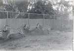 Herd of Grant's zebras running in their enclosure at Crandon Park Zoo