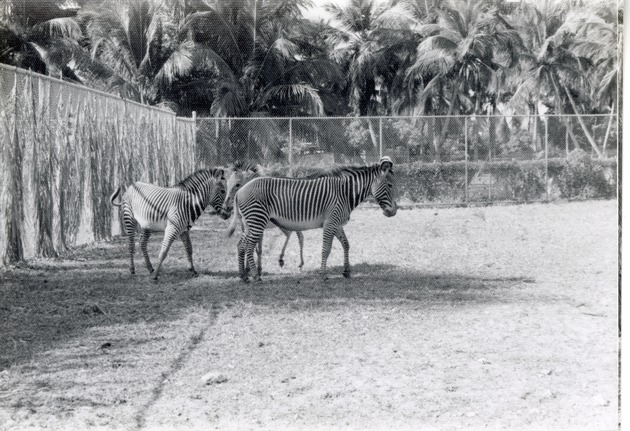 Three Grevy's zebras walking in their enclosure at Crandon Park Zoo