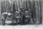 Three Grevy's zebras standing beside the fence of their enclosure at Crandon Park Zoo