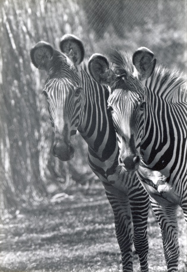 Two Grevy's zebra standing side by side in their enclosure at Crandon Park Zoo