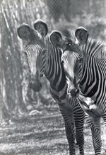 [1950/1970] Two Grevy's zebra standing side by side in their enclosure at Crandon Park Zoo