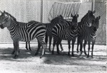Herd of Grant's zebra standing in the shade in their enclosure at Crandon Park Zoo