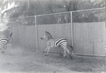 [1950/1970] Grant's zebra running along the fence in their enclosure at Crandon Park Zoo