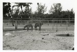 Two Grant's zebra standing in a mud puddle in their enclosure at Crandon Park Zoo