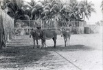 [1950/1970] Three Grevy's zebra standing in the field of their enclosure at Crandon Park Zoo