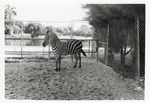 [1950/1970] Grant's zebra standing in the corner of its enclosure at Crandon Park Zoo