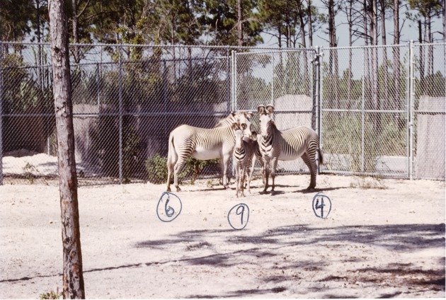 Two adult and two young Grevy's zebra standing together in their enclosure at Crandon Park Zoo